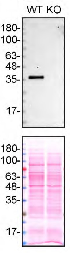 APOE Antibody