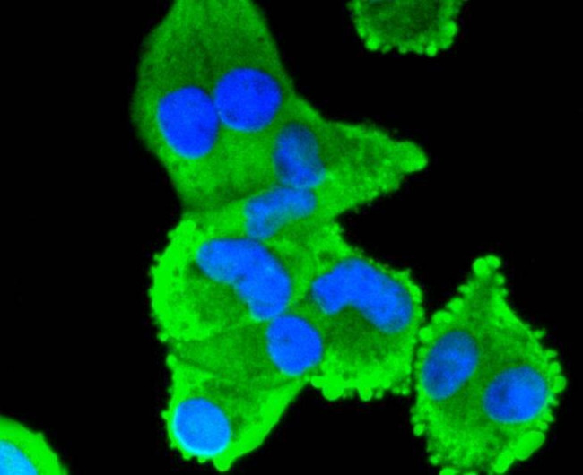 COX2 Antibody in Immunocytochemistry (ICC/IF)