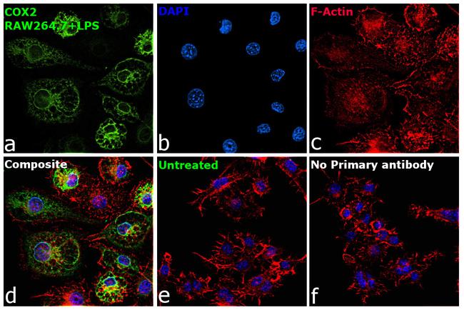 COX2 Antibody in Immunocytochemistry (ICC/IF)