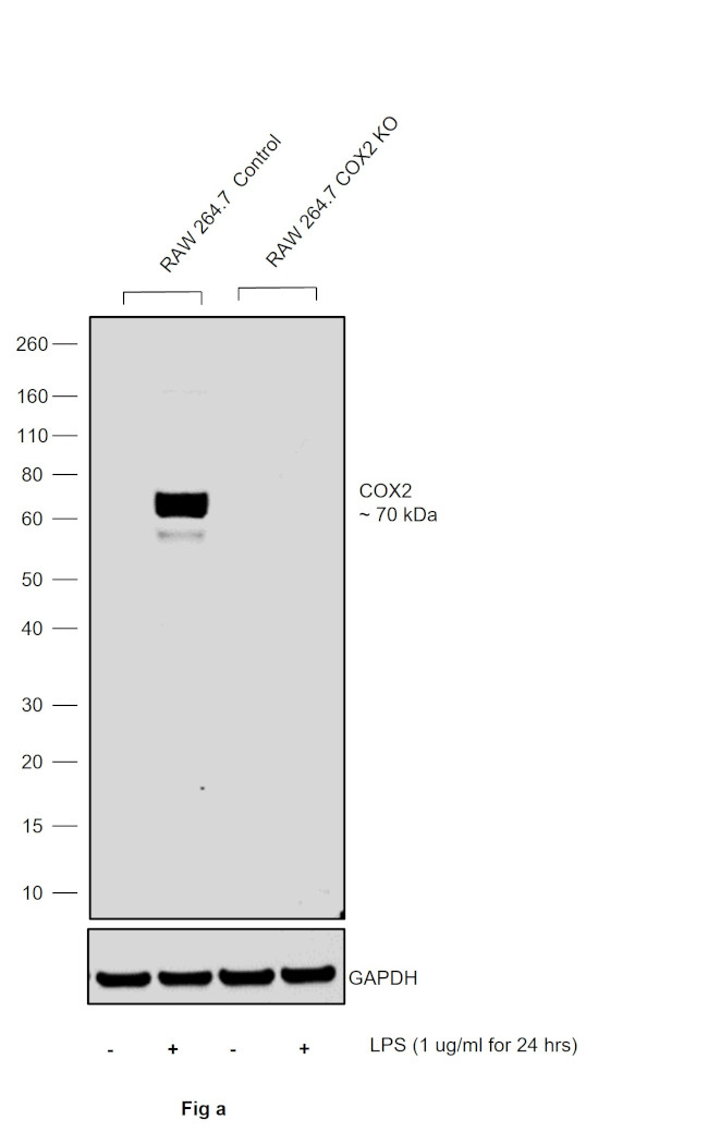 COX2 Antibody in Western Blot (WB)