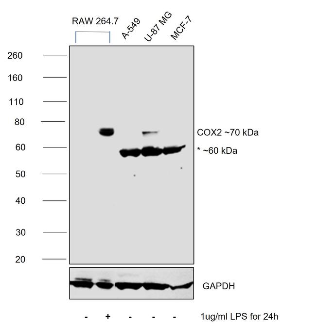 COX2 Antibody in Western Blot (WB)