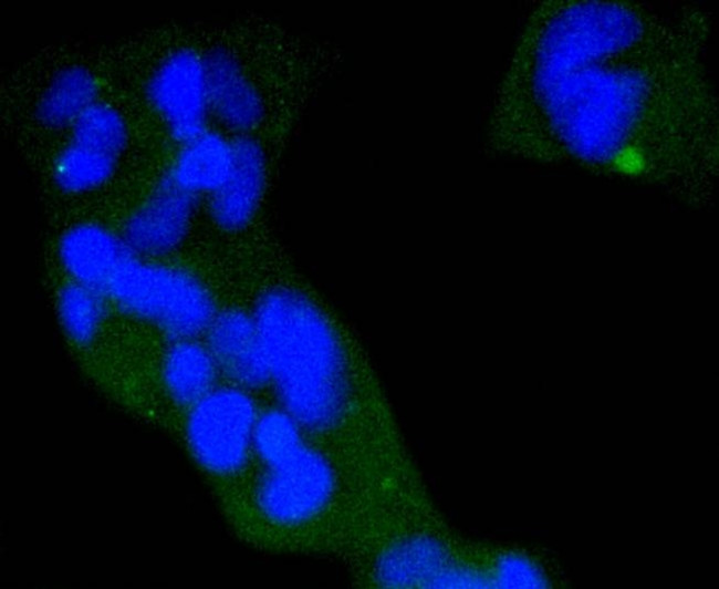 Phospho-eIF4E (Ser209) Antibody in Immunocytochemistry (ICC/IF)