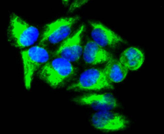 Vimentin Antibody in Immunocytochemistry (ICC/IF)