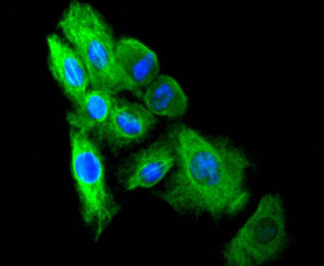 Vimentin Antibody in Immunocytochemistry (ICC/IF)