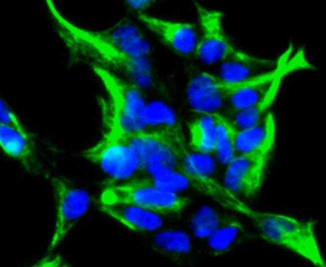 Vimentin Antibody in Immunocytochemistry (ICC/IF)