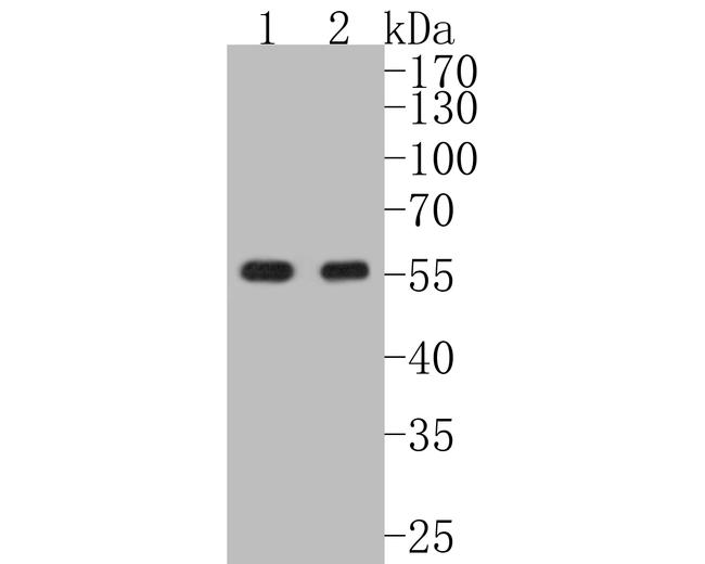 Vimentin Antibody in Western Blot (WB)