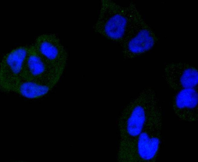 HDAC3 Antibody in Immunocytochemistry (ICC/IF)