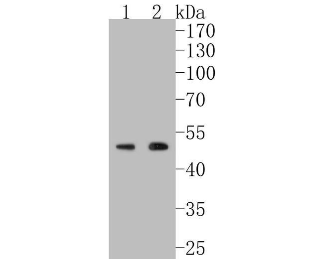 HDAC3 Antibody in Western Blot (WB)