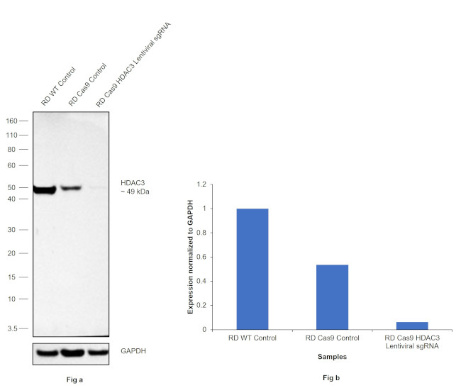 HDAC3 Antibody in Western Blot (WB)