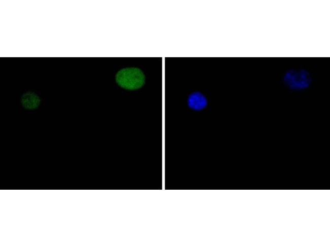 STAT5 alpha Antibody in Immunocytochemistry (ICC/IF)