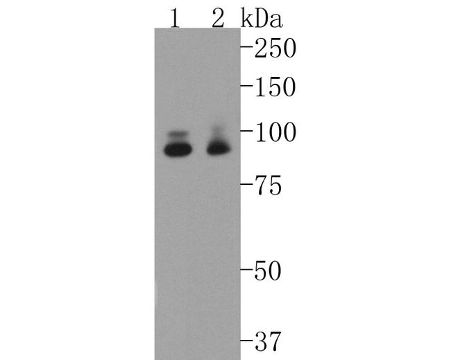 STAT5 alpha Antibody in Western Blot (WB)