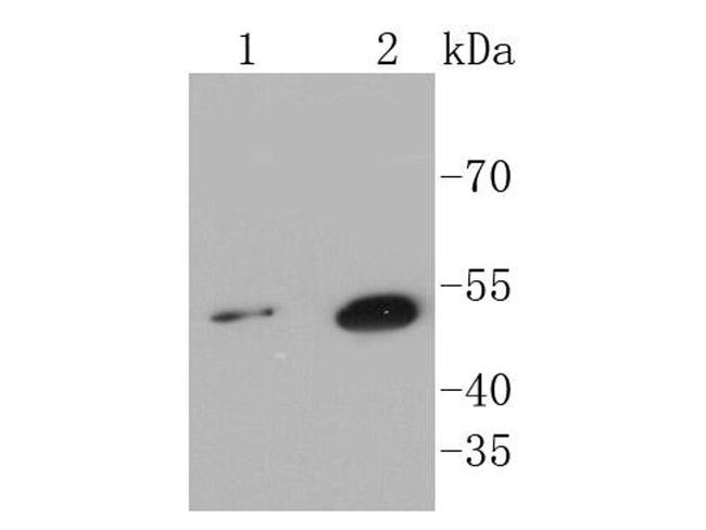 SHH Antibody in Western Blot (WB)