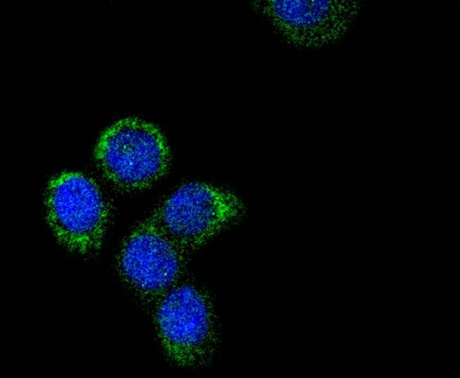 Cytochrome C Antibody in Immunocytochemistry (ICC/IF)