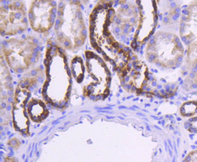 Cytochrome C Antibody in Immunohistochemistry (Paraffin) (IHC (P))