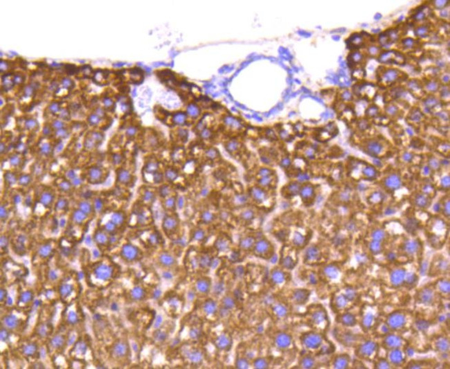 Cytochrome C Antibody in Immunohistochemistry (Paraffin) (IHC (P))