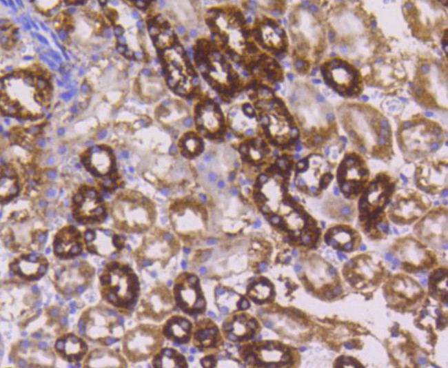 Cytochrome C Antibody in Immunohistochemistry (Paraffin) (IHC (P))