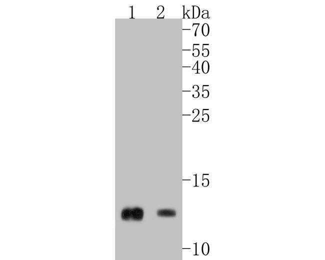 Cytochrome C Antibody in Western Blot (WB)