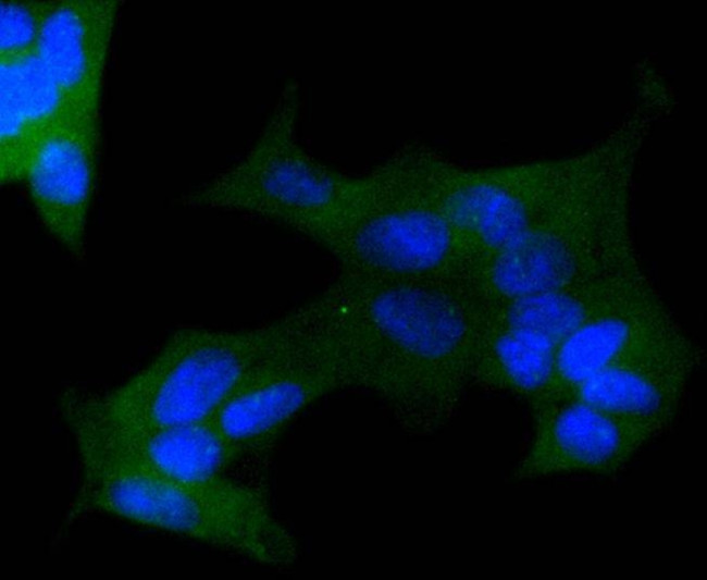 Protein APC Antibody in Immunocytochemistry (ICC/IF)