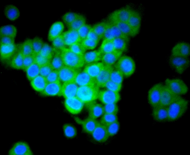 IRF7 Antibody in Immunocytochemistry (ICC/IF)