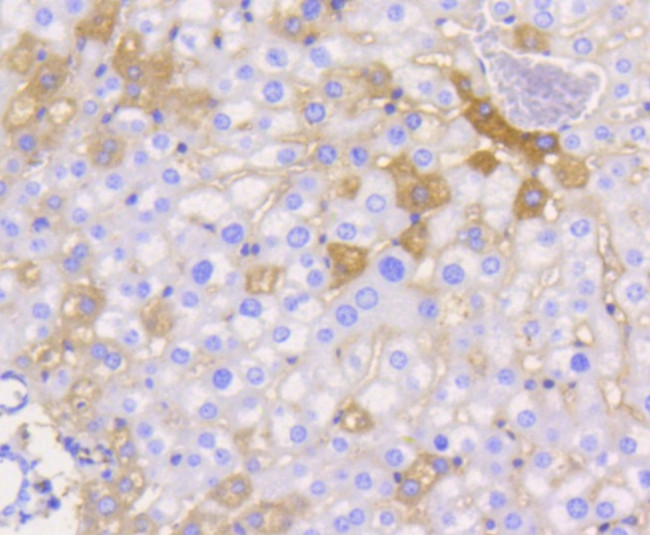 JAM-A (CD321) Antibody in Immunohistochemistry (Paraffin) (IHC (P))