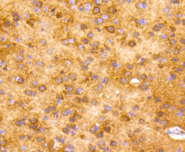 NSE Antibody in Immunohistochemistry (Paraffin) (IHC (P))