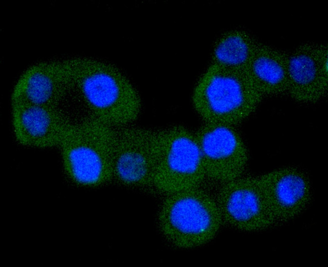 IKK alpha Antibody in Immunocytochemistry (ICC/IF)