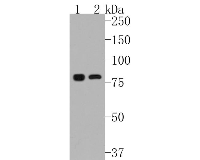 IKK alpha Antibody in Western Blot (WB)