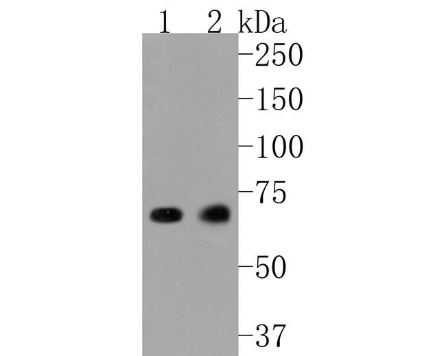 SHP2 Antibody in Western Blot (WB)