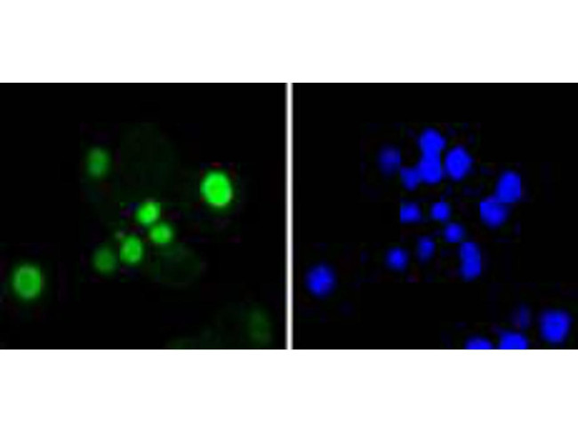 SOX9 Antibody in Immunocytochemistry (ICC/IF)