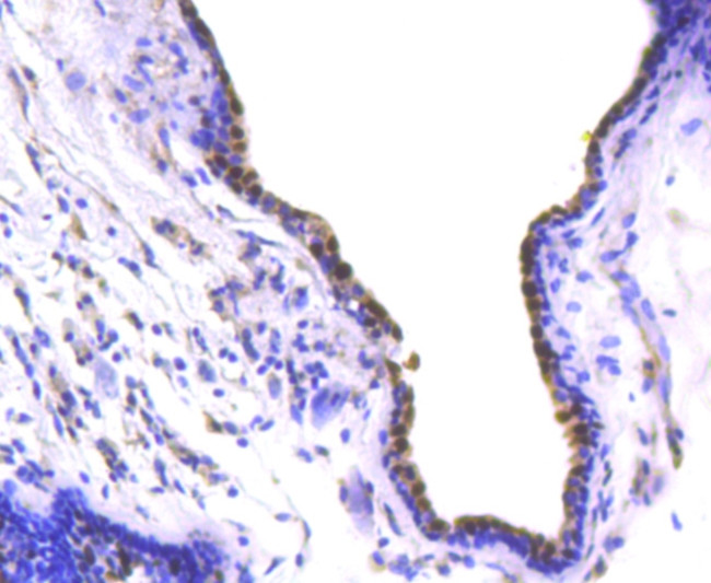 SOX9 Antibody in Immunohistochemistry (Paraffin) (IHC (P))