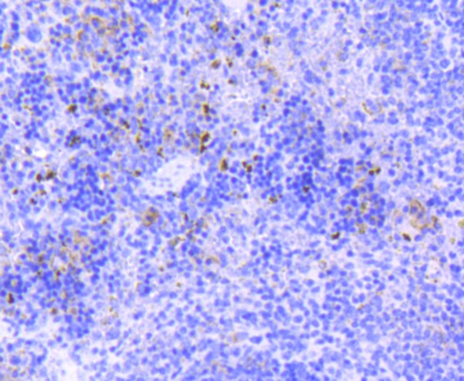 SOX9 Antibody in Immunohistochemistry (Paraffin) (IHC (P))