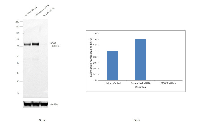 SOX9 Antibody