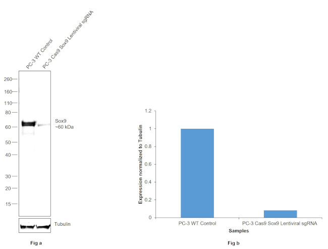 SOX9 Antibody in Western Blot (WB)