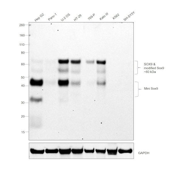 SOX9 Antibody in Western Blot (WB)