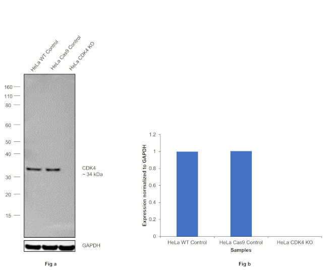 CDK4 Antibody