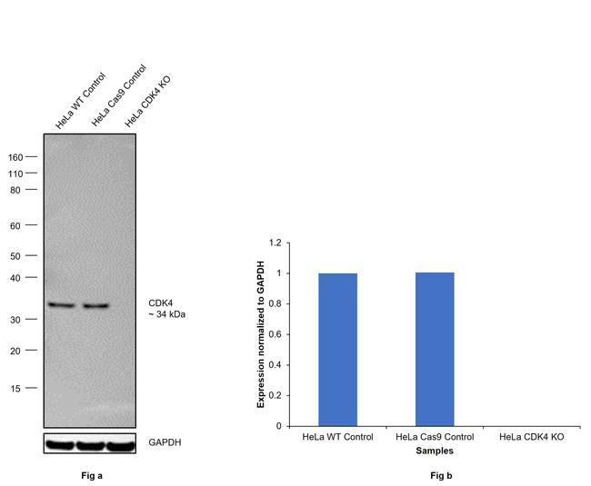 CDK4 Antibody in Western Blot (WB)