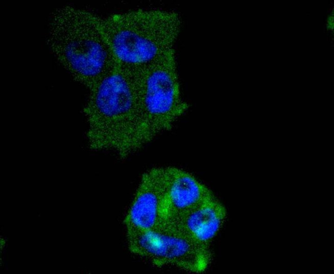 IRF5 Antibody in Immunocytochemistry (ICC/IF)