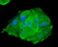 STAT1 Antibody in Immunocytochemistry (ICC/IF)