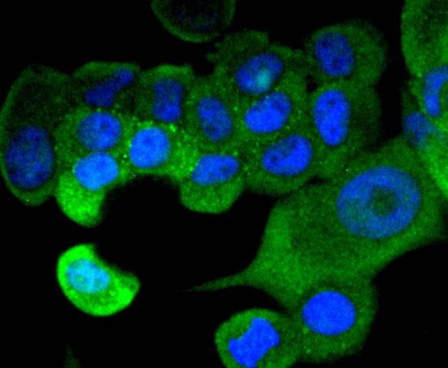 STAT1 Antibody in Immunocytochemistry (ICC/IF)