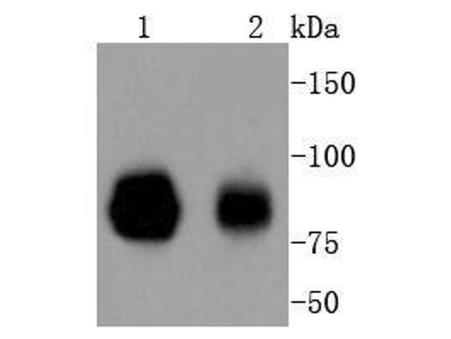 STAT1 Antibody in Western Blot (WB)