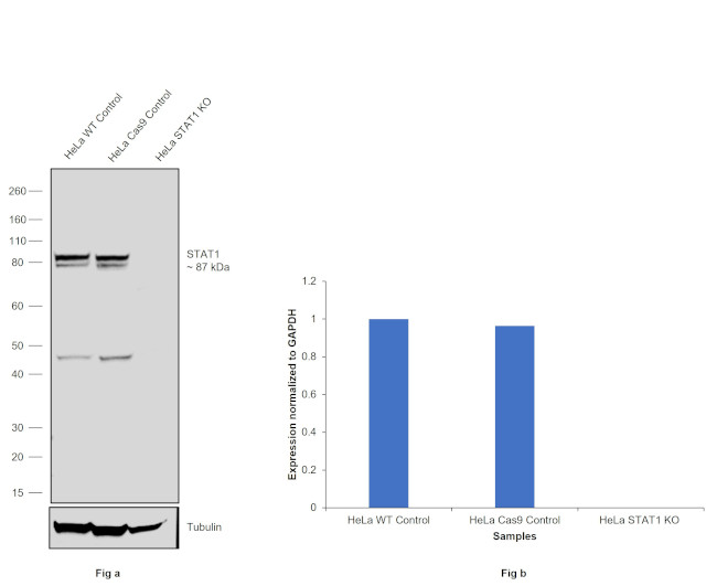 STAT1 Antibody in Western Blot (WB)