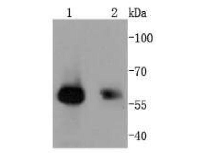 SMAD1 Antibody in Western Blot (WB)