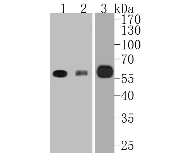 RUNX2 Antibody in Western Blot (WB)