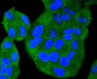 TRAF2 Antibody in Immunocytochemistry (ICC/IF)