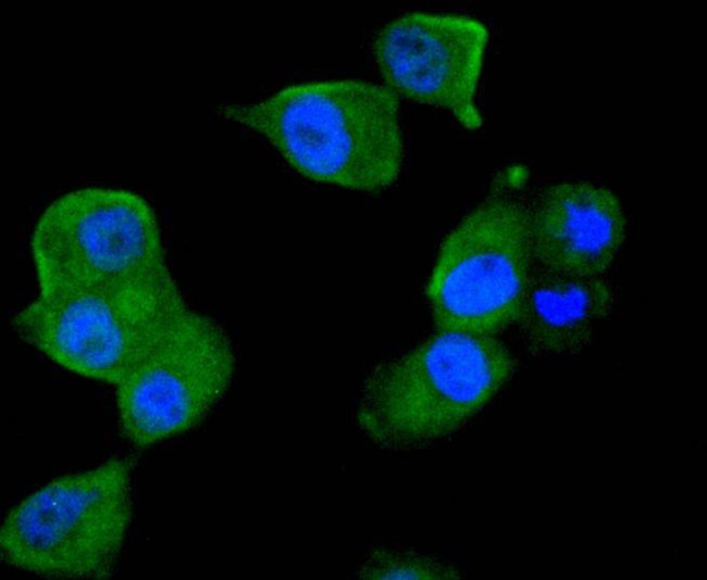 TRAF2 Antibody in Immunocytochemistry (ICC/IF)