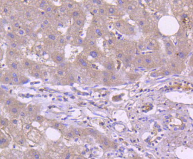 TRAF2 Antibody in Immunocytochemistry (ICC/IF)