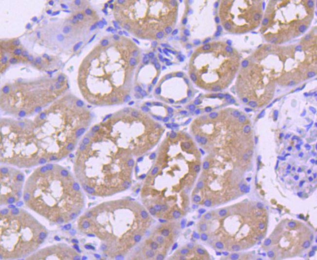 TRAF2 Antibody in Immunohistochemistry (Paraffin) (IHC (P))