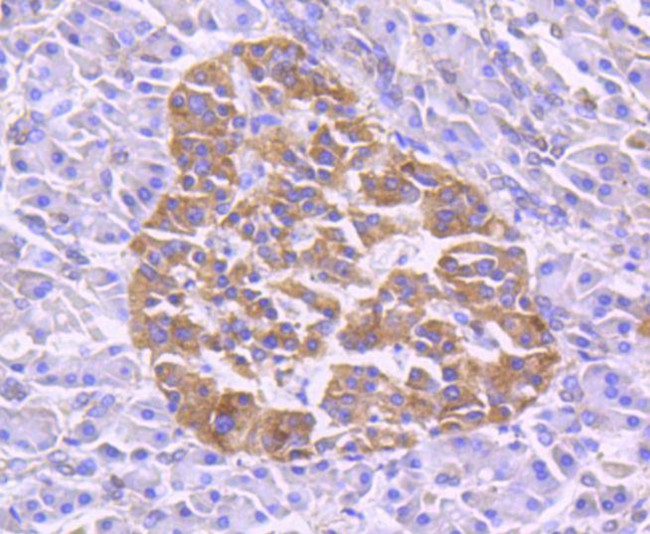 TRAF2 Antibody in Immunohistochemistry (Paraffin) (IHC (P))