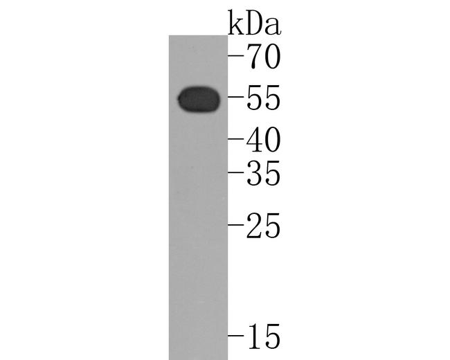 TRAF2 Antibody in Western Blot (WB)