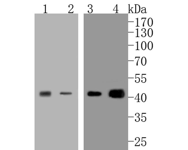 JunB Antibody in Western Blot (WB)